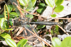 Cordulia shurtleffii