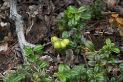 Vaccinium vitis-idaea