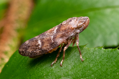 Cicadomorpha