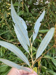 Salix × fragilis