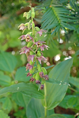 Epipactis helleborine