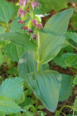 Epipactis helleborine