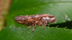 Cicadomorpha