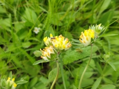 Anthyllis vulneraria polyphylla