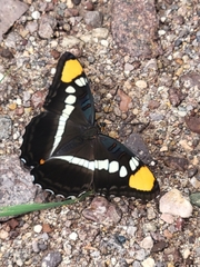 Adelpha eulalia