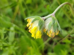 Anthyllis vulneraria polyphylla