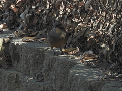 Toxostoma redivivum