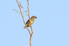 Psilopogon haemacephalus