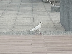 Columba livia domestica
