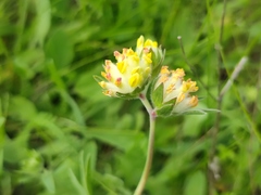 Anthyllis vulneraria polyphylla