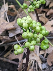 Allium tricoccum