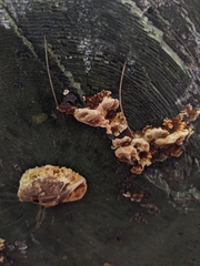 Gloeophyllum sepiarium