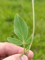 Anthyllis vulneraria polyphylla