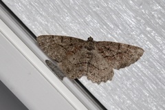 Neoalcis californiaria