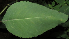 Impatiens pallida