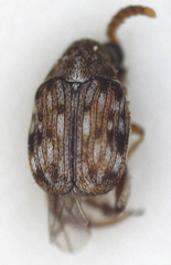 Bruchinae