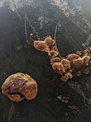 Gloeophyllum sepiarium