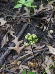 Allium tricoccum