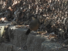 Toxostoma redivivum