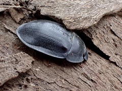 Pterohelaeus