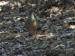 Toxostoma redivivum