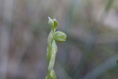 Pterostylis mutica