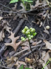 Allium tricoccum
