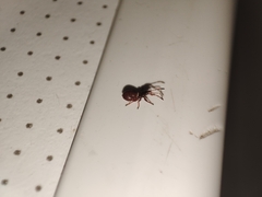 Oxycarenus lavaterae