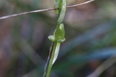 Pterostylis mutica