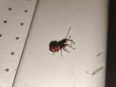 Oxycarenus lavaterae
