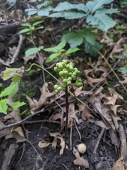 Allium tricoccum