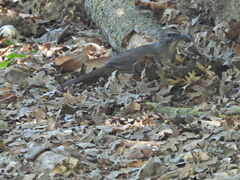 Toxostoma redivivum