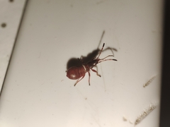 Oxycarenus lavaterae