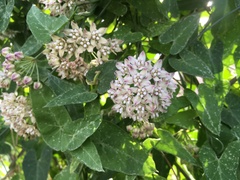 Funastrum