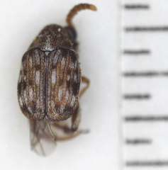 Bruchinae
