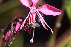 Halictus tripartitus