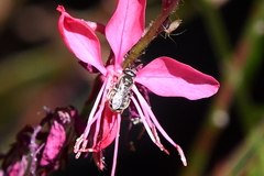 Halictus tripartitus