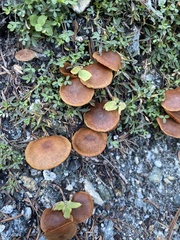 Basidiomycota