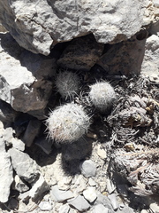 Escobaria tuberculosa