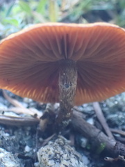 Basidiomycota