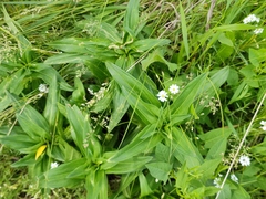 Gentiana cruciata