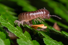 Parajulidae