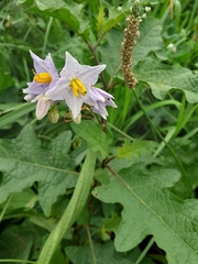 Solanum carolinense