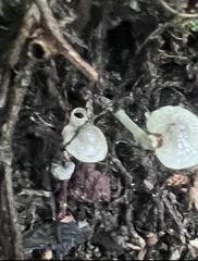 Panellus pusillus