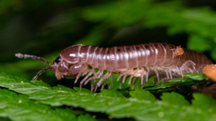 Parajulidae
