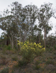 Banksia polycephala