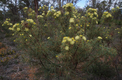 Banksia polycephala
