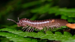 Parajulidae