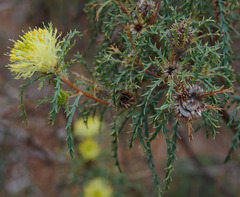 Banksia polycephala