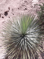 Yucca elata